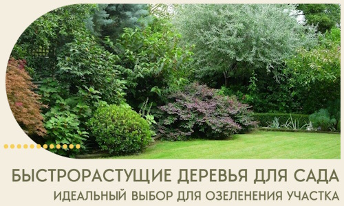 Быстрорастущие деревья для сада идеальный выбор в Магадане