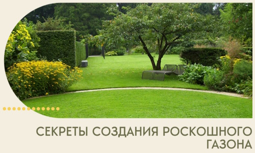 Секреты создания роскошного газона в Магадане